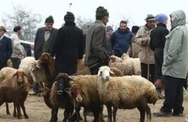 عرضه دام زنده در مبادی شهرهای لرستان ممنوع می شود