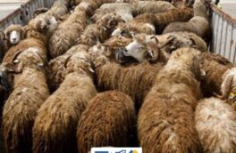 توقف تریلر حامل ۲۴۰ راس گوسفند قاچاق در رومشکان