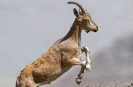 مشاهده گونه کل و بز برای اولین بار در ازنا