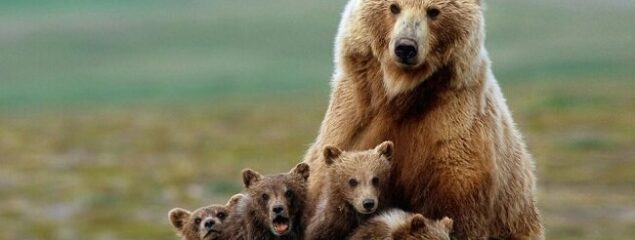 مشاهده خرس قهوه‌ای به همراه دو توله در منطقه حفاظت‌شده سفیدکوه خرم‌آباد